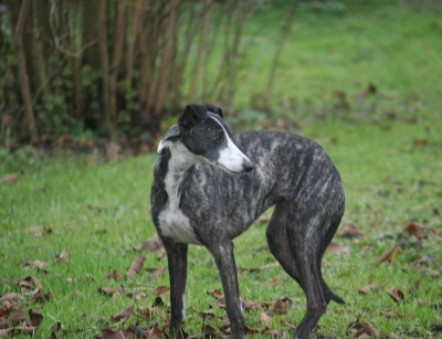 Étalon Whippet - Teva du clos des Obiers