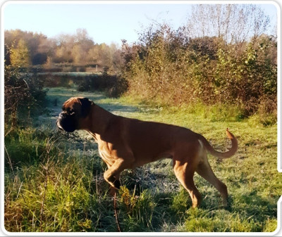 Étalon Boxer - Viggo de la Croix de Cazeneuve