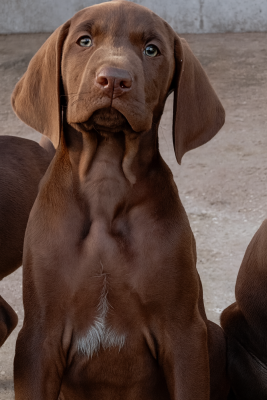 Étalon Braque allemand à poil court - Azzaro Des Vents Jalouses