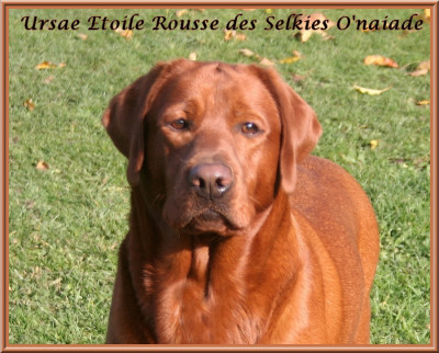 Étalon Labrador Retriever - Ursae Etoile Rousse Des Selkies O'naïade