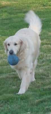 Étalon Golden Retriever - Romy (Sans Affixe)