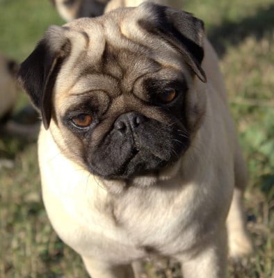 Étalon Carlin - Satine (Sans Affixe)