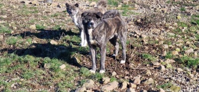 Étalon Akita - Sculy (Sans Affixe)