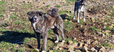 Étalon Akita - Raven (Sans Affixe)