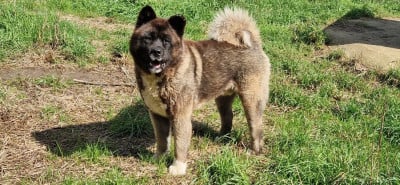 Étalon Akita americain - Snow dit sultan (Sans Affixe)