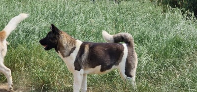 Étalon Akita americain - Raelley (Sans Affixe)