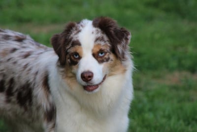 Étalon Berger Américain Miniature - Veritable Star Du Domaine Des Perles D'Ambène