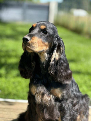 Étalon Cocker Spaniel Anglais - vroom bourbonnais-hunters Titre Initial
