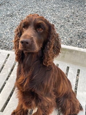 Étalon Cocker Spaniel Anglais - monkslea union-jack