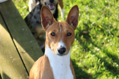 Étalon Basenji - Taalia-sun el Sueno del Amigo