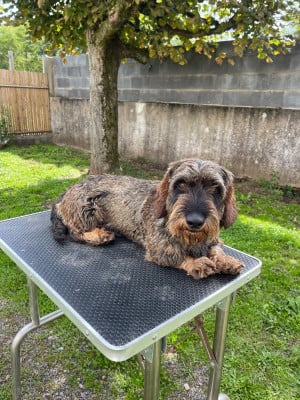 Étalon Teckel poil dur - Sultan De La Lisque Del Caunil