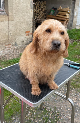 Étalon Basset fauve de Bretagne - Pépée De La Forêt Des Sources