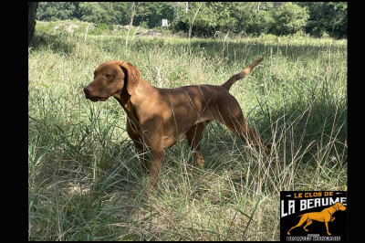 Étalon Braque hongrois à poil court (Vizsla) - TR. Tess Du clos de la beaume