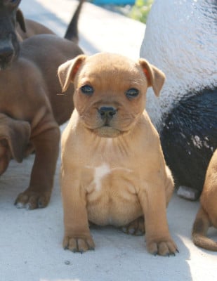 Étalon Staffordshire Bull Terrier - Vitaa Fashion Style Du Castel Des Petits Coeurs