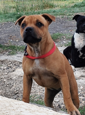Étalon Staffordshire Bull Terrier - Athéna La Guerrière Du Castel Des Petits Coeurs