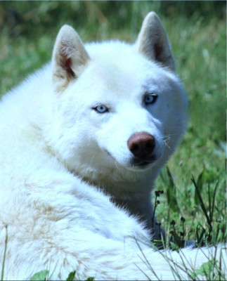 Étalon Siberian Husky - Spirit Of The Wind's Phantom