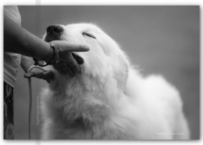 Étalon Chien de Montagne des Pyrenees - Sybelle de la Vallée du Girou