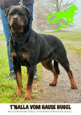 Étalon Rottweiler - T'nalla Vom Hause Hugel
