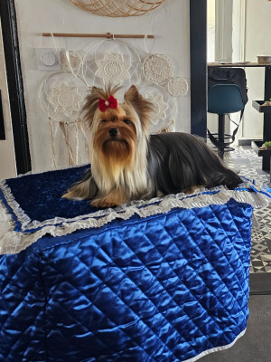 Étalon Yorkshire Terrier - life image 18Forever Rainira Agata