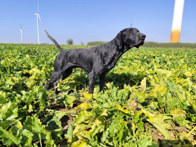 Étalon Braque allemand à poil court - TR. CH. Vianey du clos du réve d or