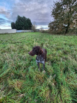 Étalon Braque allemand à poil court - Tao des Mannes Fleuries