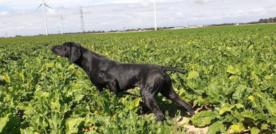 Étalon Braque allemand à poil court - Rockette des Mannes Fleuries