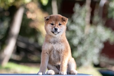 Étalon Shiba - Ayumi du Bois de Compiègne