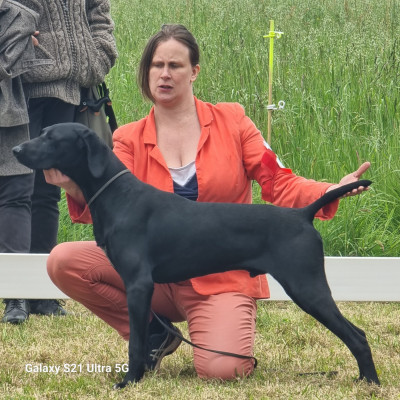 Étalon Braque allemand à poil court - Ultra des Mannes Fleuries