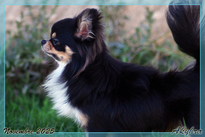 Étalon Chihuahua - Velous Noir Valren Du royaume de Matiliane