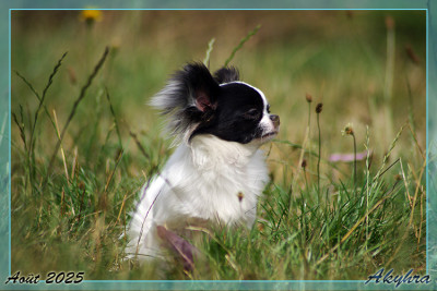 Étalon Chihuahua - Vigoureux Vaan Du Val d'Akyhra