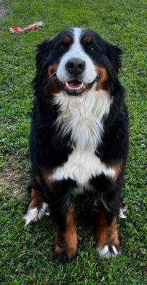 Étalon Bouvier Bernois - Sibelle (Sans Affixe)