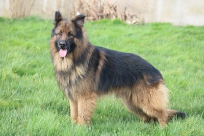 Étalon Berger Allemand Poil Long - Sirius (Sans Affixe)