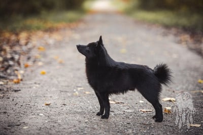Étalon Schipperke - Valiant little Jedi de l'empire du Phoenix de l 'empire du phoenix