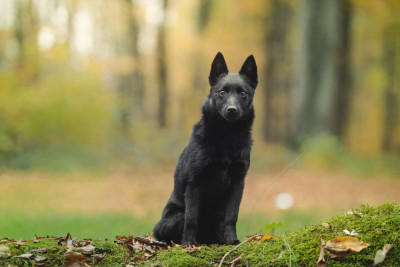 Étalon Schipperke - Aube mystique de la vallée de la Creuse
