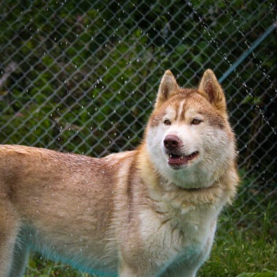 Étalon Siberian Husky - Vicente piccola stella of nashkaia