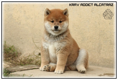 Étalon Shiba - Krav Addict ALCATRAZ