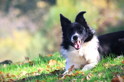 Étalon Border Collie - Aika Du Domaine De La Fauvette