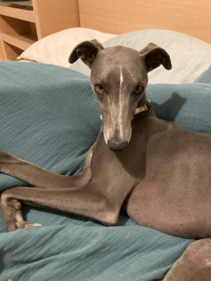 Étalon Whippet - Radio gaga James Gang