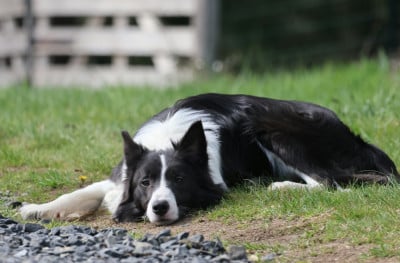 Étalon Border Collie - Uwhioo Du Domaine De La Fauvette