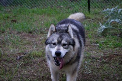 Étalon Siberian Husky - Voldemort reborn Des Etoiles Des Glaciers
