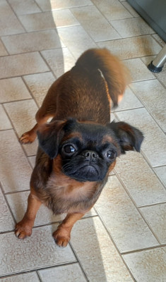 Étalon Petit Brabançon - amazing clandelis arthémis