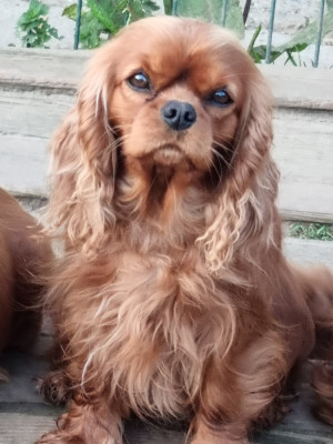 Étalon Cavalier King Charles Spaniel - Rock n' roll des marais de Bremes
