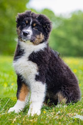 Étalon Berger Australien - star De La Colombe Béarnaise