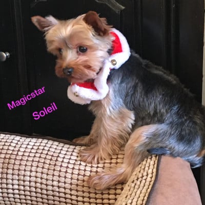 Étalon Yorkshire Terrier - Magicstar Soleil