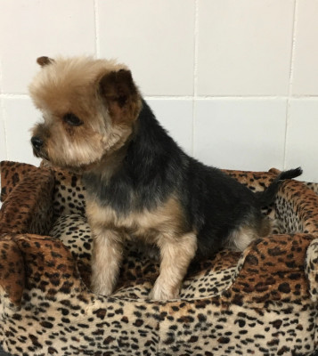 Étalon Yorkshire Terrier - Eternal show Sharbest Magicstar