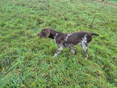 Étalon Braque allemand à poil court - Santa des Mannes Fleuries