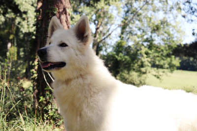Étalon Berger Blanc Suisse - Unique au monde Bleizi Asgard