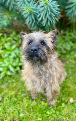 Étalon Cairn Terrier - Uguette Du Pré Moussey Du pré moussey