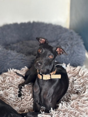 Étalon Petit Levrier Italien - CH. Black Baraka Trussardi