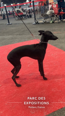 Étalon Petit Levrier Italien - Unique Égérie De La Ribière Des Brumes